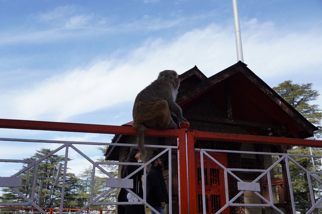 a monkey minding its business