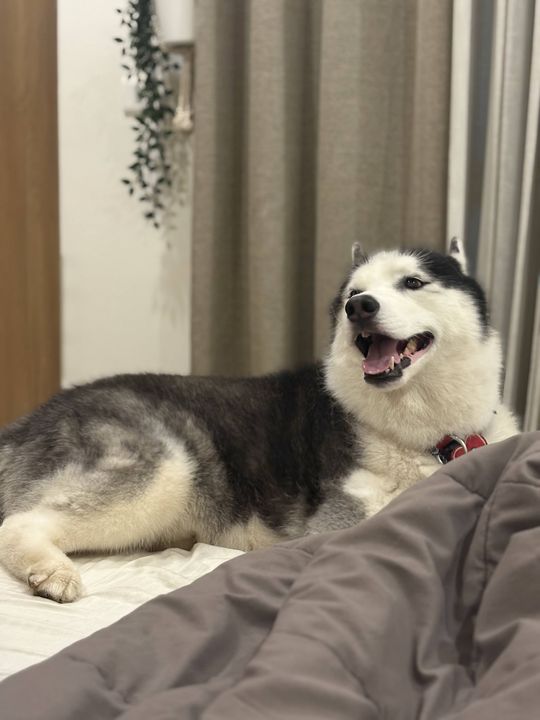 a very good dog